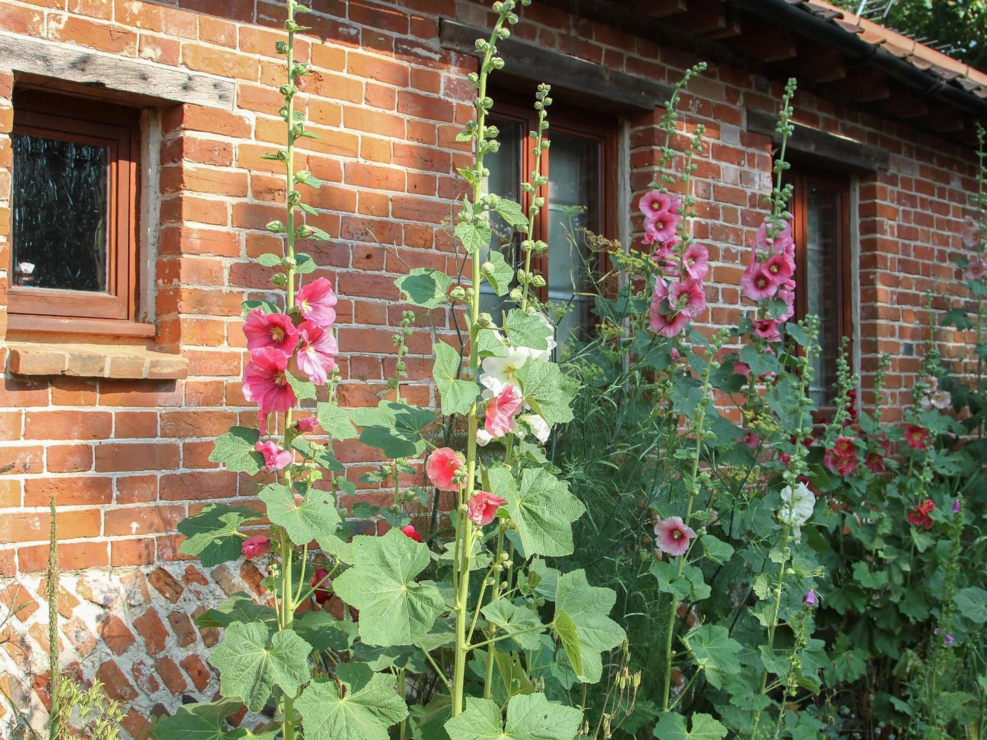 Elm Tree Barn Villa Felmingham Kültér fotó